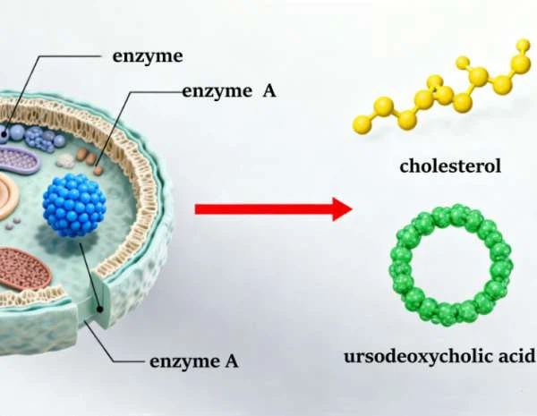 Microbial Biotransformation UDCA Microbial Biotransformation UDCA